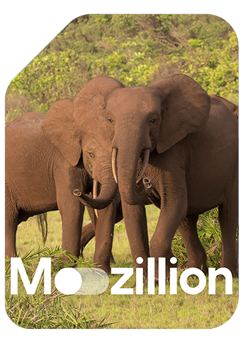 1766142615_Mozillion Travel SIM Cover - Gabon.png